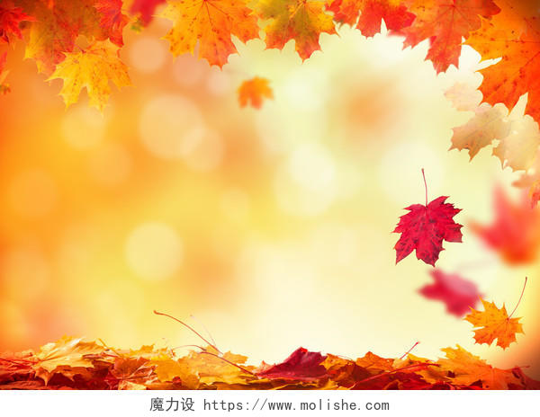 秋天落的树叶与模糊背景美好回忆树叶二十四节气24节气立秋秋分